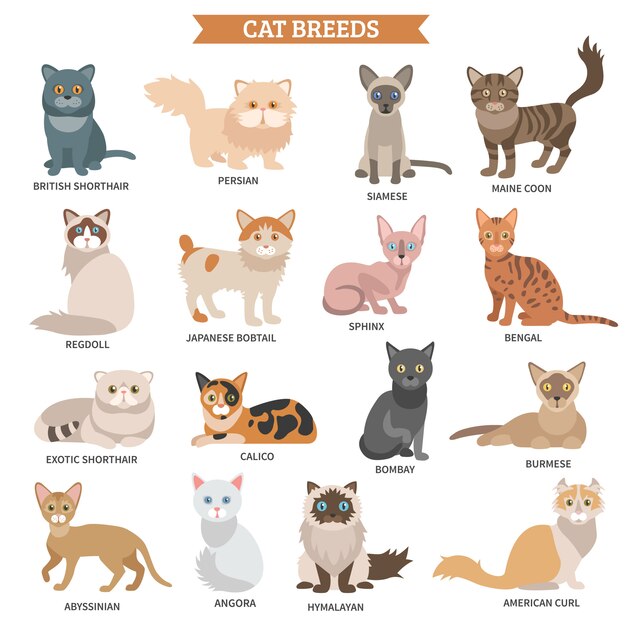 Cat breed set