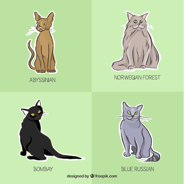 Cat breeds labels