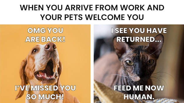 Cat vs dog welcome meme