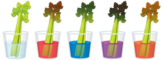 Free Vector celery experiment changing colors in biology education