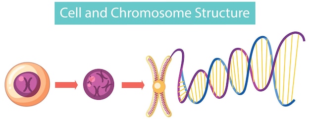 Free vector cell and chromosome structure infographic