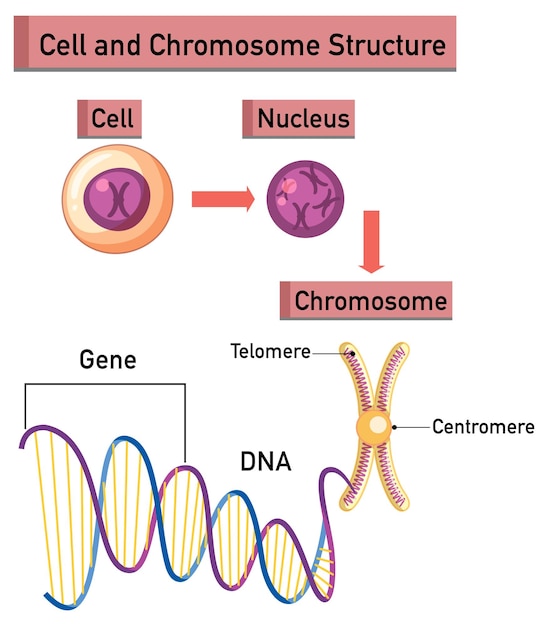 Free Vector cell and chromosome structure infographic