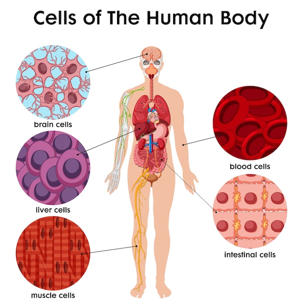 Free Vector cell of the human body poster