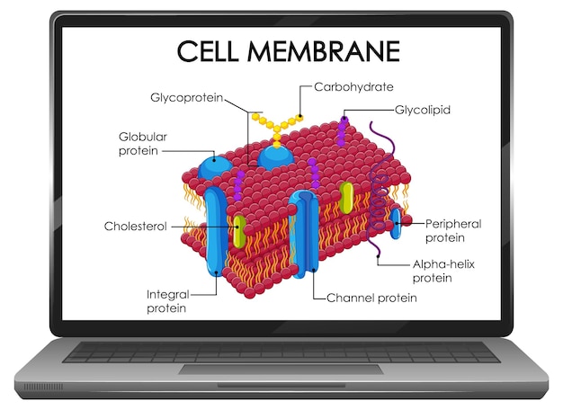 Cell membrane structure on laptop screen