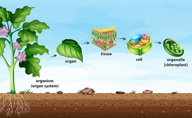 Free Vector cell organisation in plants