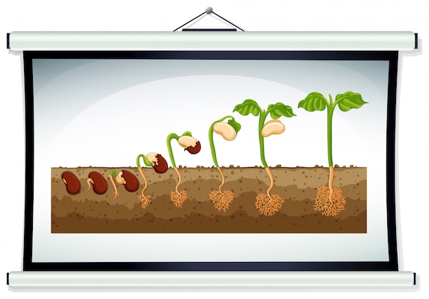 Free vector chart showing the growing of plant