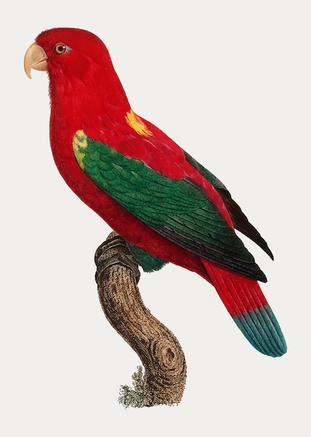 Free Vector chattering lory