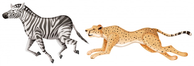 Free Vector cheetah chasing after zebra on white