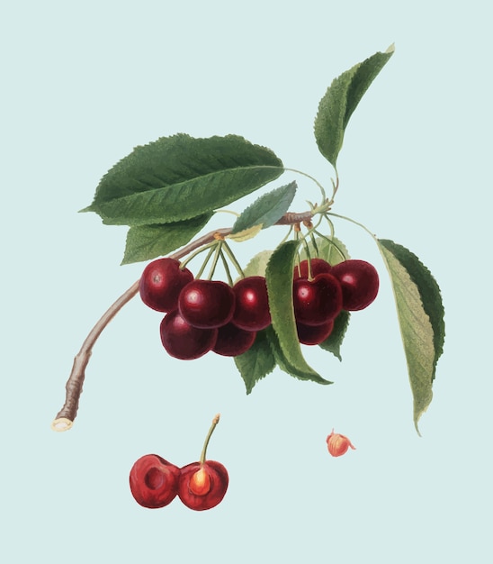 Free Vector cherry from pomona italiana illustration