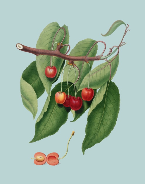 Free vector cherry from pomona italiana illustration