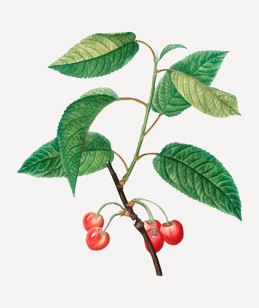 Free vector cherry tree branch