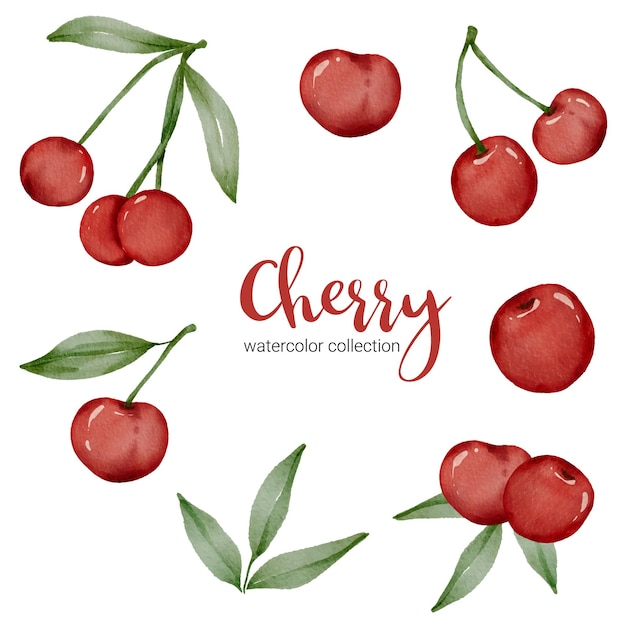 Free Vector cherry in watercolor collection with fruit and leaf with branch