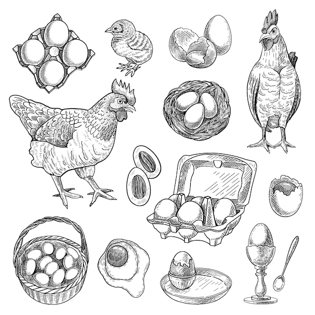 Free Vector chicken farm products sketches set