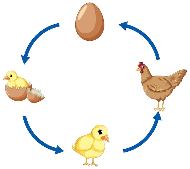 Free Vector chicken life cycle diagram