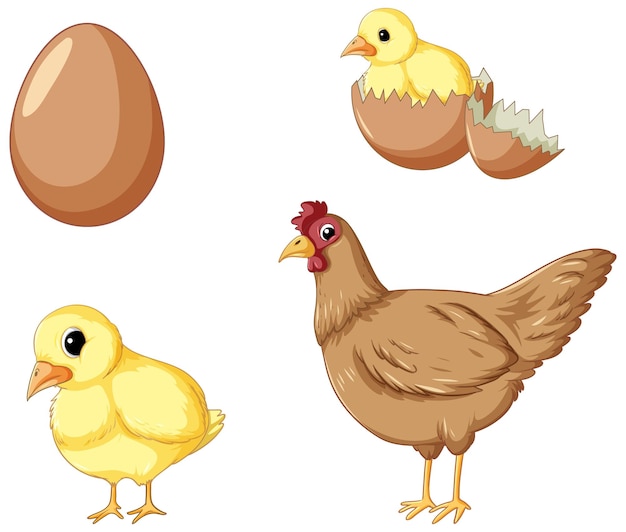 Free Vector chicken life cycle set