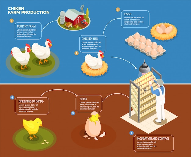 Free Vector chicken production step by step scheme from poultry farm to incubation control and breeding of chick isometric illustration