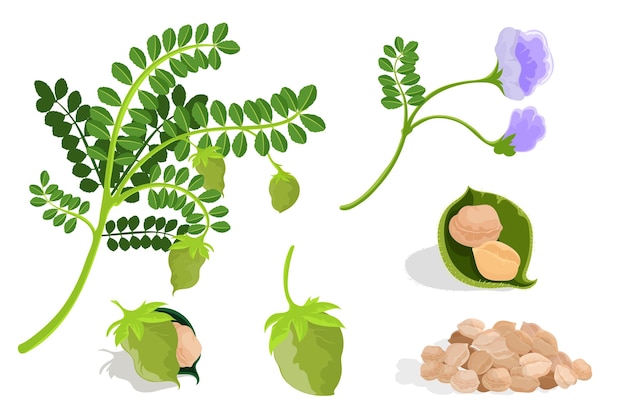 Free Vector chickpea beans and plant illustrated