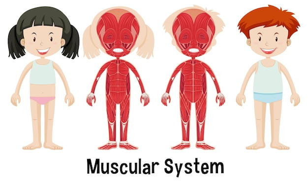 Free vector childrens muscular system illustration