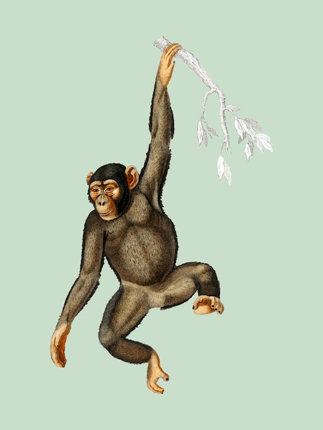 Chimpangze (Troglodyte Chimpanze) illustrated by Charles Dessalines D'Orbigny (1806-1876). 