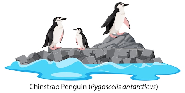 Free Vector chinstrap penguin cartoon on the rock