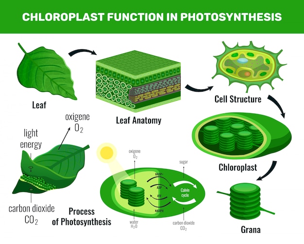 Chloroplast converting light energy into sugar for green plant cells food photosynthesis infographic elements schema 