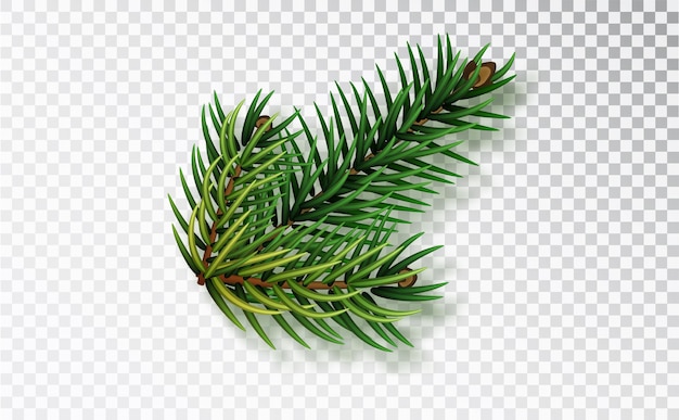 Christmas branch isolated on transparent background. Realistic Christmas tree