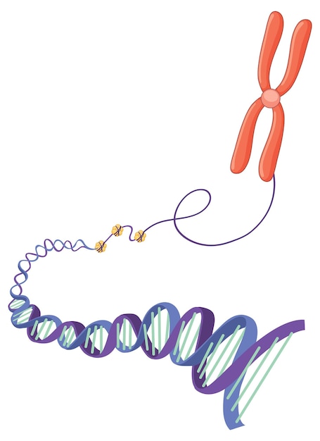 Chromosome and DNA structure