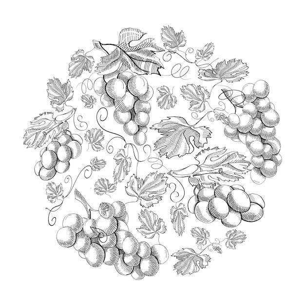 Circle pattern bunches of grape doodle with repeating beautiful berries on white hand drawing illustration