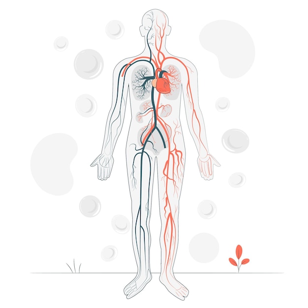 Circulatory system concept illustration