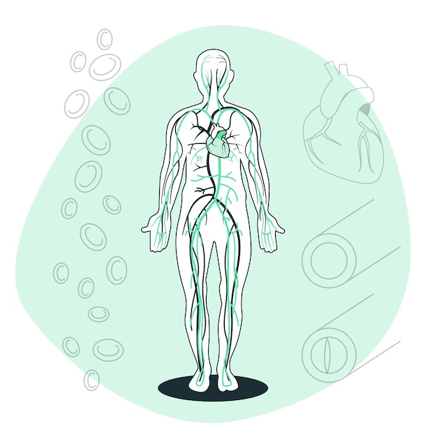 Free Vector circulatory system concept illustration