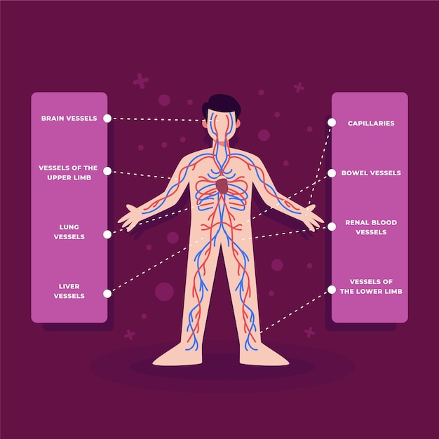 Free Vector circulatory system infographic in flat design