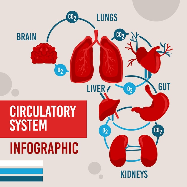 Circulatory system infographic flat design