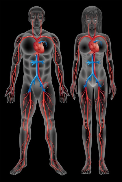 Free Vector circulatory system