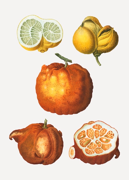 Free Vector citrus types