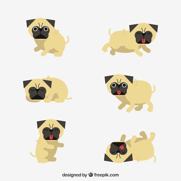 Classic set of fun pugs