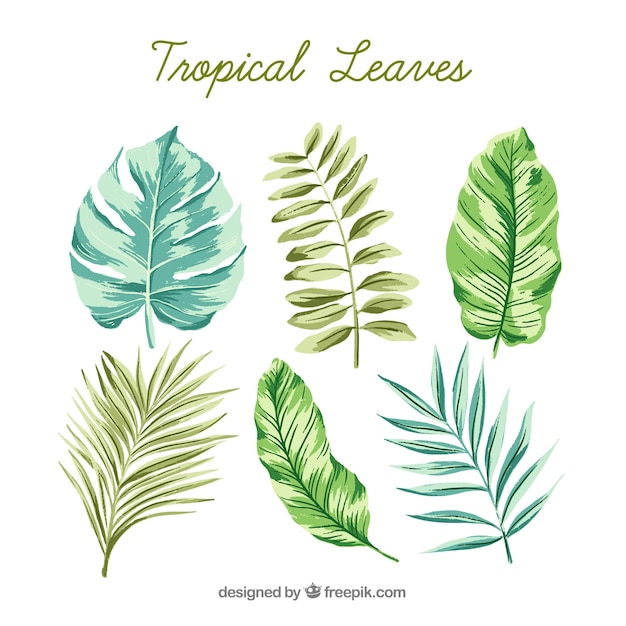 Classic watercolor tropical leaf collection