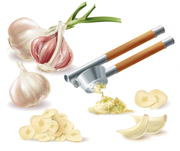 clipart with sprouted head of garlic, peeled cloves, chopped slices and metal press