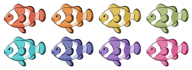 Clownfish in many colors