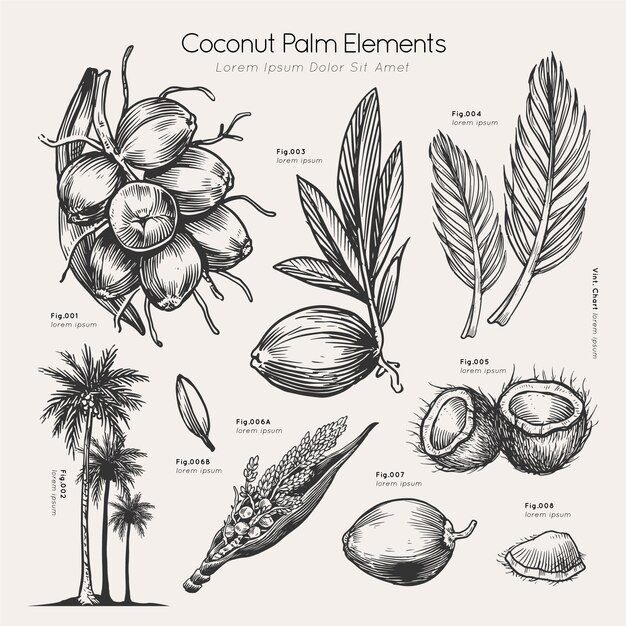 Coconut palm elements hand drawn