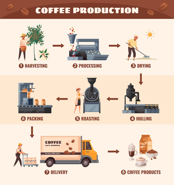 Free Vector coffee production poster with processing and roasting symbols cartoon vector illustration