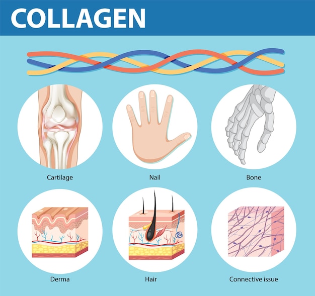 Free vector collagen functions in human body