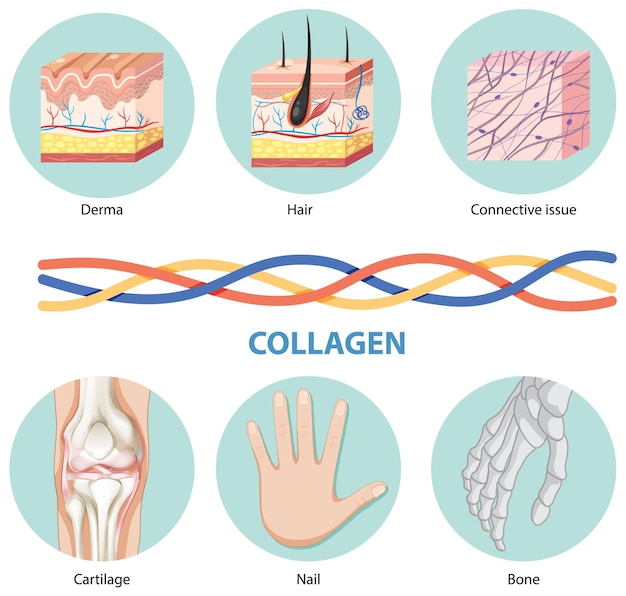 Free vector collagen and its bodily functions