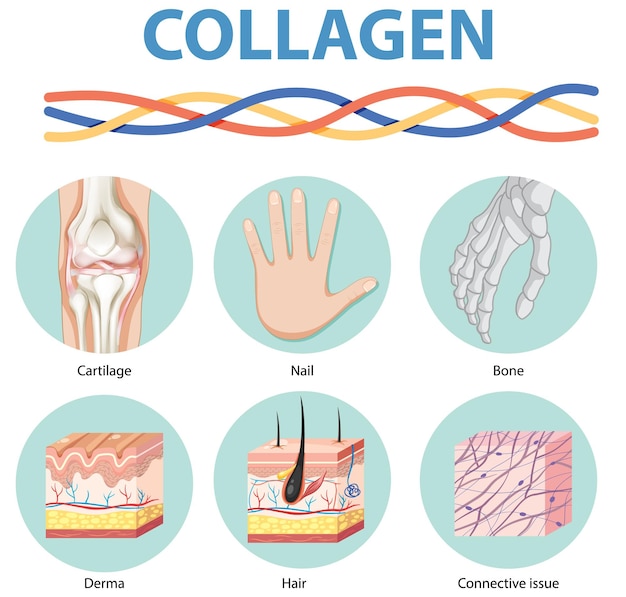 Free Vector collagen and its functions