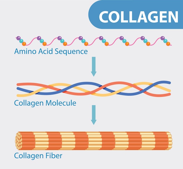 Free Vector collagen structure and formation