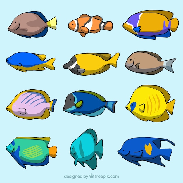 Free Vector collection of 12 different fish