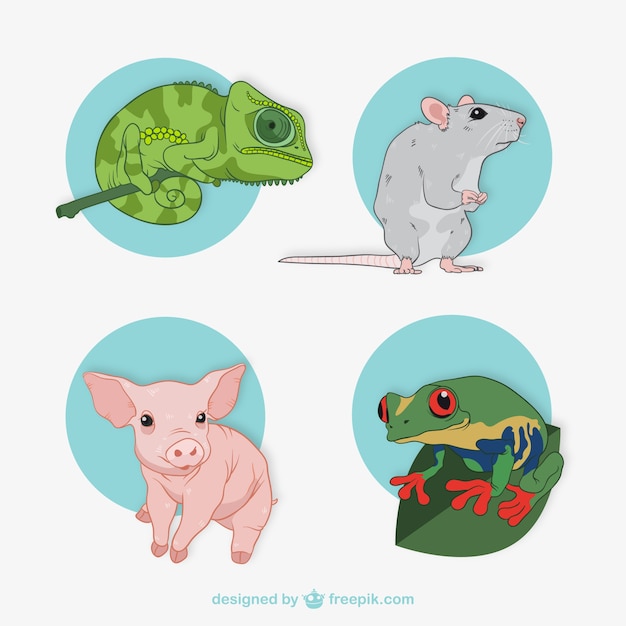 Collection of animal illustrations