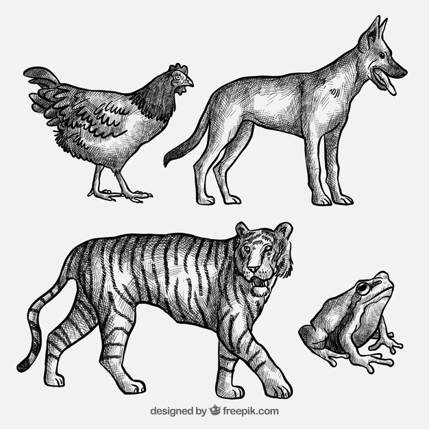 Collection of animal sketches