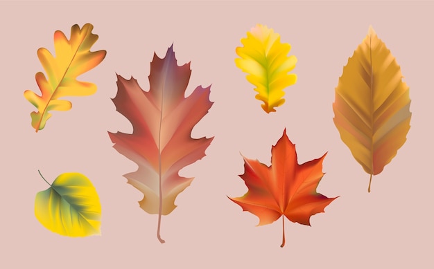 Collection of autumn leaves vector