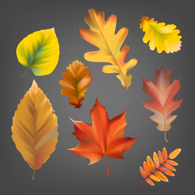 Free vector collection of autumn leaves vector