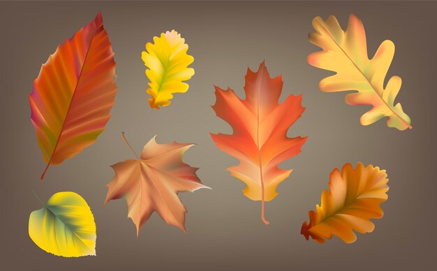 Collection of autumn leaves vector